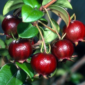 May include: Close-up of a cluster of ripe, dark red berries with a glossy sheen. The berries are attached to a branch with green leaves. The leaves are a vibrant green color. The berries have a small, star-shaped base.