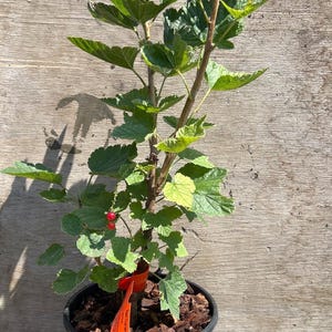 May include: A red currant plant in a black plastic pot filled with wood mulch. The plant has green, serrated leaves, a woody stem, and two small red berries. An orange tag attached to the stem reads Red Currant (Rovada) - 1 Gallon.