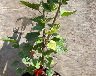Rovada Red Currant Plant - Large 1 Gallon Fruiting Bush