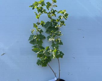 Ben Lomond Black Currant Plant - Large 1 Gallon Fruiting Bush