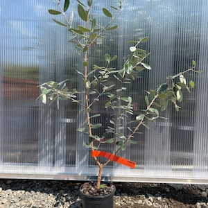May include: A young feijoa tree in a black plastic nursery pot with a thin brown trunk and branches featuring oval-shaped, silvery-green leaves. A bright orange identification tag is attached to the lower stem of the plant.