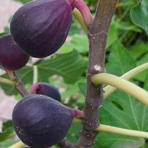 May include: Close-up of a fig tree branch with several ripe figs. The figs are a deep purple color, with a slightly textured surface. The stems are a reddish-pink, and the leaves are green. The tree branch is brown.