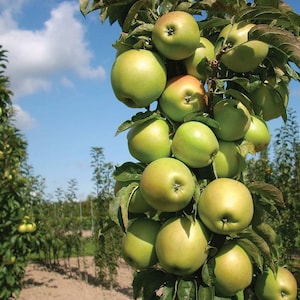 May include: A cluster of round, light green apples hanging from a tree branch. The apples have smooth skins with subtle yellow and pinkish blushes. Green leaves are interspersed among the fruit, and the sky is visible in the background.