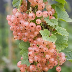 Champagne Pink Currant- 1 Gallon Potted 2-3' Tall!