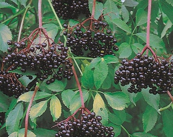 Elderberry (Nova)- 1 Gallon Potted (Sambucus canadensis)