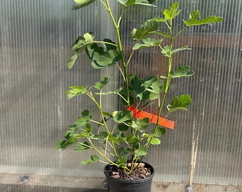 Green Michurinska Fig Cutting - Early Ripening - Etsy