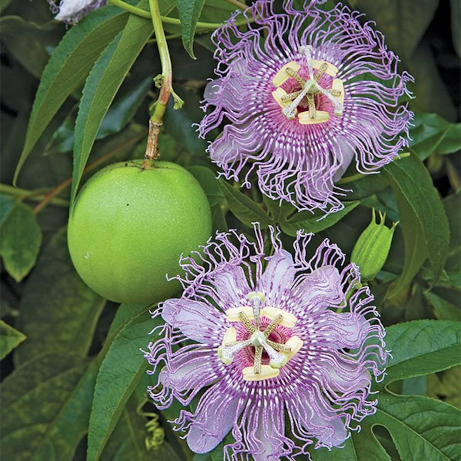Maypop Passion Flower 1 Gallon Potted Passiflora Incarnata Etsy