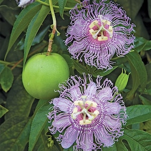 May include: A close-up of a passion fruit vine with two purple flowers and a green fruit. The flowers have a delicate, fringed appearance and a central yellow and pink structure. The fruit is round and smooth.