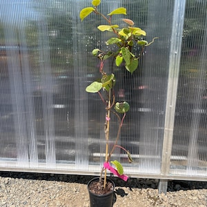 May include: A young kiwi vine plant in a black plastic nursery pot with a wooden support stake. The vine features reddish-brown stems and light green, heart-shaped leaves. A bright pink plastic plant tag is attached to the main stem.