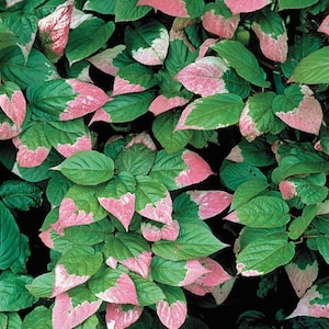 May include: Close-up of a plant with green leaves edged in pink. The leaves are broad and ovate, with a slightly textured surface. The pink coloration varies in intensity, creating a visually appealing contrast. The plant appears healthy and vibrant, with a dense arrangement of leaves.