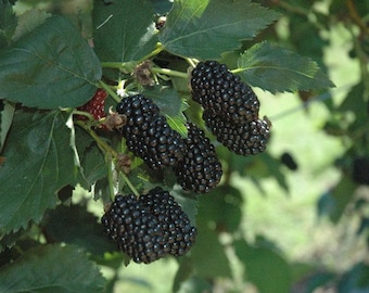 May include: A cluster of ripe, dark black blackberries hanging from a green leafy branch. The berries have a textured, bumpy surface and are surrounded by serrated green leaves. One small, partially visible red berry is tucked behind the leaves.