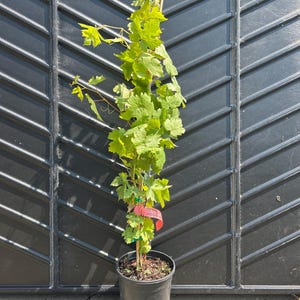 May include: A young grapevine plant with vibrant green leaves growing upward along a thin wooden stake. The plant is potted in a black plastic container and features a small pink identification tag attached to the main stem near the base.