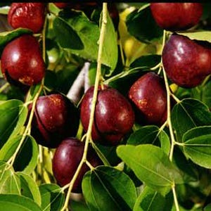 May include: A cluster of ripe, dark red jujube fruits hanging from thin, light-colored branches. The round, smooth-skinned fruits are interspersed among vibrant green, oval-shaped leaves, creating a dense and natural botanical arrangement.