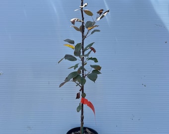 May include: A young sapling with dark reddish-green leaves planted in a black plastic nursery pot. The slender brown trunk features a bright orange identification tag attached near the base, and the soil surface is covered with wood mulch.