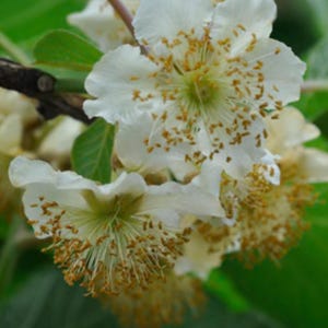 Male Fuzzy Kiwi Vine in 1 gallon Pot (Actinidia deliciosa)