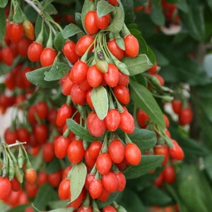 May include: Close-up of a goji berry plant with clusters of bright red berries. The berries are oval-shaped and hang from green stems with green leaves. The background is a soft green, creating a natural and vibrant image.