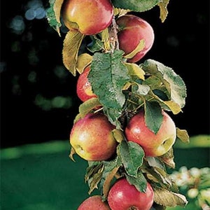 Columnar Apple Tree (Scarlet Sentinal) - 1 Gallon Potted and Grafted- Dwarfing!