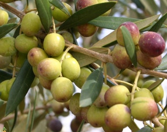 Olive Tree (Arbequina)- 1 gallon/Tree Pot Size