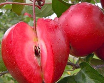 Apple Tree (Redlove Era)- 1 Gallon Potted and Grafted!