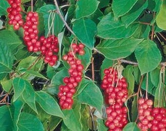 Schisandra Vine (Eastern Prince)