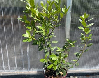 May include: A bay laurel plant with glossy, dark green, oval-shaped leaves growing on multiple woody stems. The plant is potted in a simple, cylindrical, dark reddish-brown plastic container filled with dark potting soil and organic mulch.