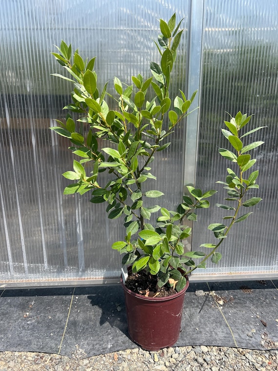 Sweet Bay Laurel Tree - Laurus nobilis - Large 2 Gallon Culinary Bay Leaf Plant