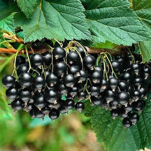 May include: A dense cluster of round, glossy black currants hanging from a woody stem. The small, dark berries are tightly packed together, surrounded by large, serrated, vibrant green leaves with visible veins, attached to a brown branch.