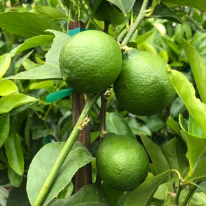 Lime (Bearss Seedless)- 1 Gallon Potted- Grafted