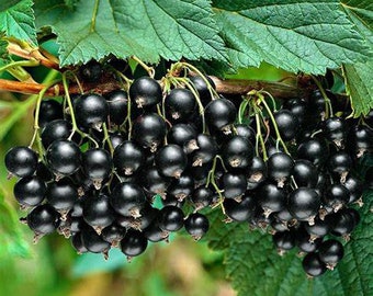 Black Currant (Titania) in 1 Gallon Pot- 2-3' Tall With Branching! Fruiting Size!
