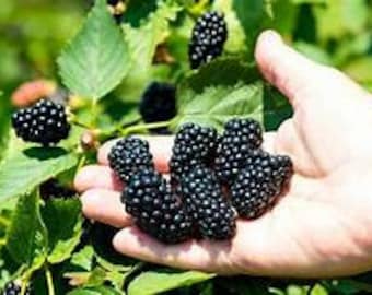 May include: A hand holding a cluster of ripe blackberries, showcasing their deep black color and textured surface. The berries are surrounded by green leaves and stems, suggesting a natural, outdoor setting.