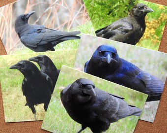 Zo Crow Greeting Cards