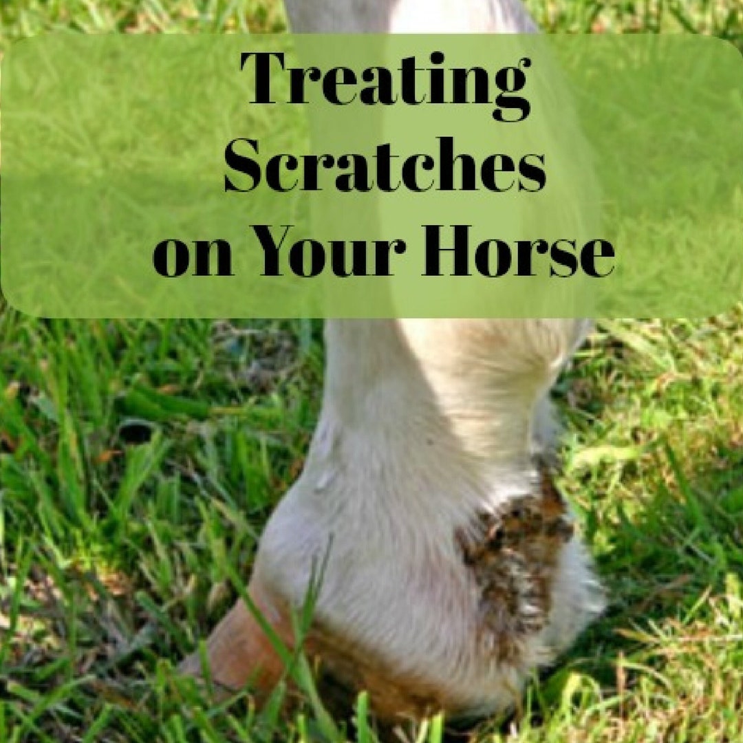 Horse Tips Treating Scratches PDF Horse Care Info Etsy