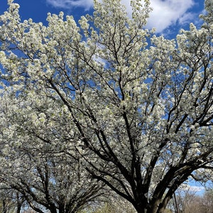 Spring blooms