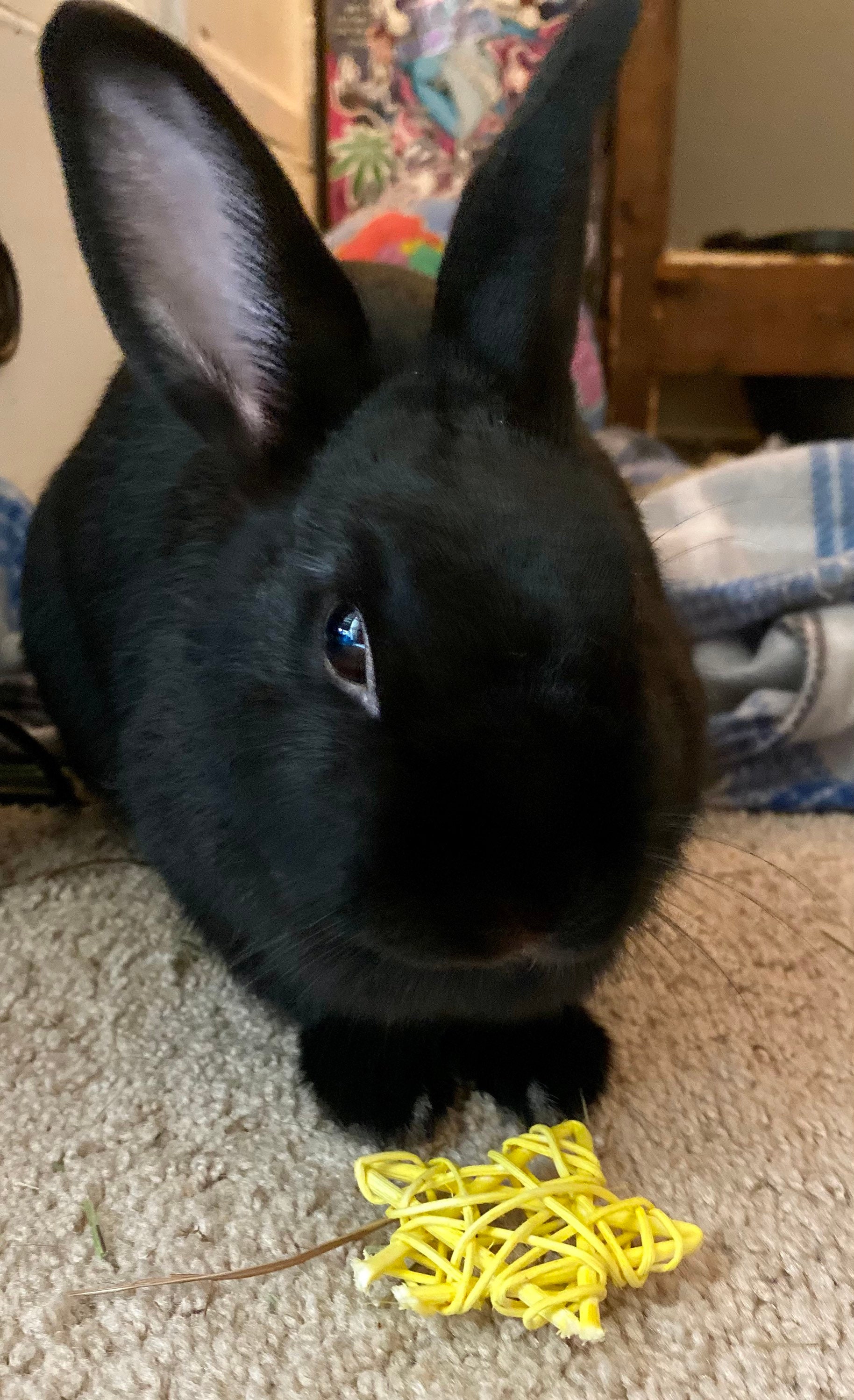 Rabbit toy Box Best value homegrown handmade chew toy box for Etsy