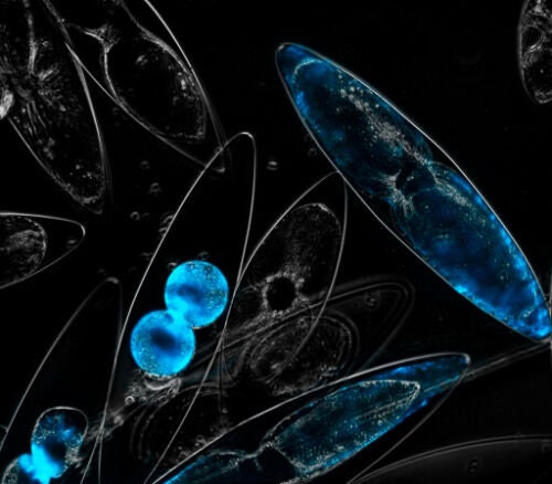 Diyscience: Grow Your Own Bioluminescent Dinoflagellate Kit - Etsy UK