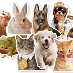 Pet Sticker, Pet Photo Sticker, Dog Sticker, Cat Sticker, Custom Pet Sticker, Custom Pet Photo Sticker, Photo Pet Sticker