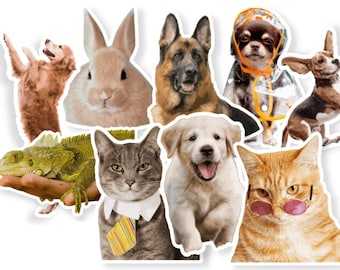 Pet Sticker, Pet Photo Sticker, Dog Sticker, Cat Sticker, Custom Pet Sticker, Custom Pet Photo Sticker, Photo Pet Sticker
