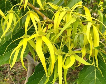 2 oz. Dried Ylang Ylang Flowers, 100% Natural, Romantic Appeal Aroma