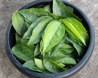 Katuk Leaves - 2 oz. , Natural, Edible, Sauropus Androgynus