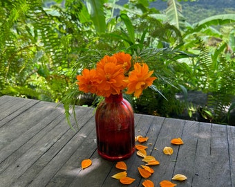 50 Orange Cosmos Flower Seeds, Sulphur Cosmos, Summer Garden