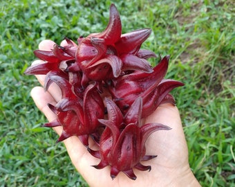 10x Roselle Hibiscus Seeds / Hibiscus Sabdariffa, Red Sorrel. Exotic tropical plant, Edible, easy to grow. Makes a great tea!