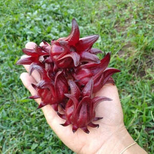 10x Roselle Hibiscus Seeds / Hibiscus Sabdariffa, Red Sorrel. Exotic tropical plant, Edible, easy to grow. Makes a great tea!