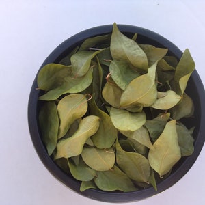100 Dried Surinam Cherry Leaves Pitanga  100% natural, Delicious hot or cold, Breakfast tea, Tea lovers, Try something different !