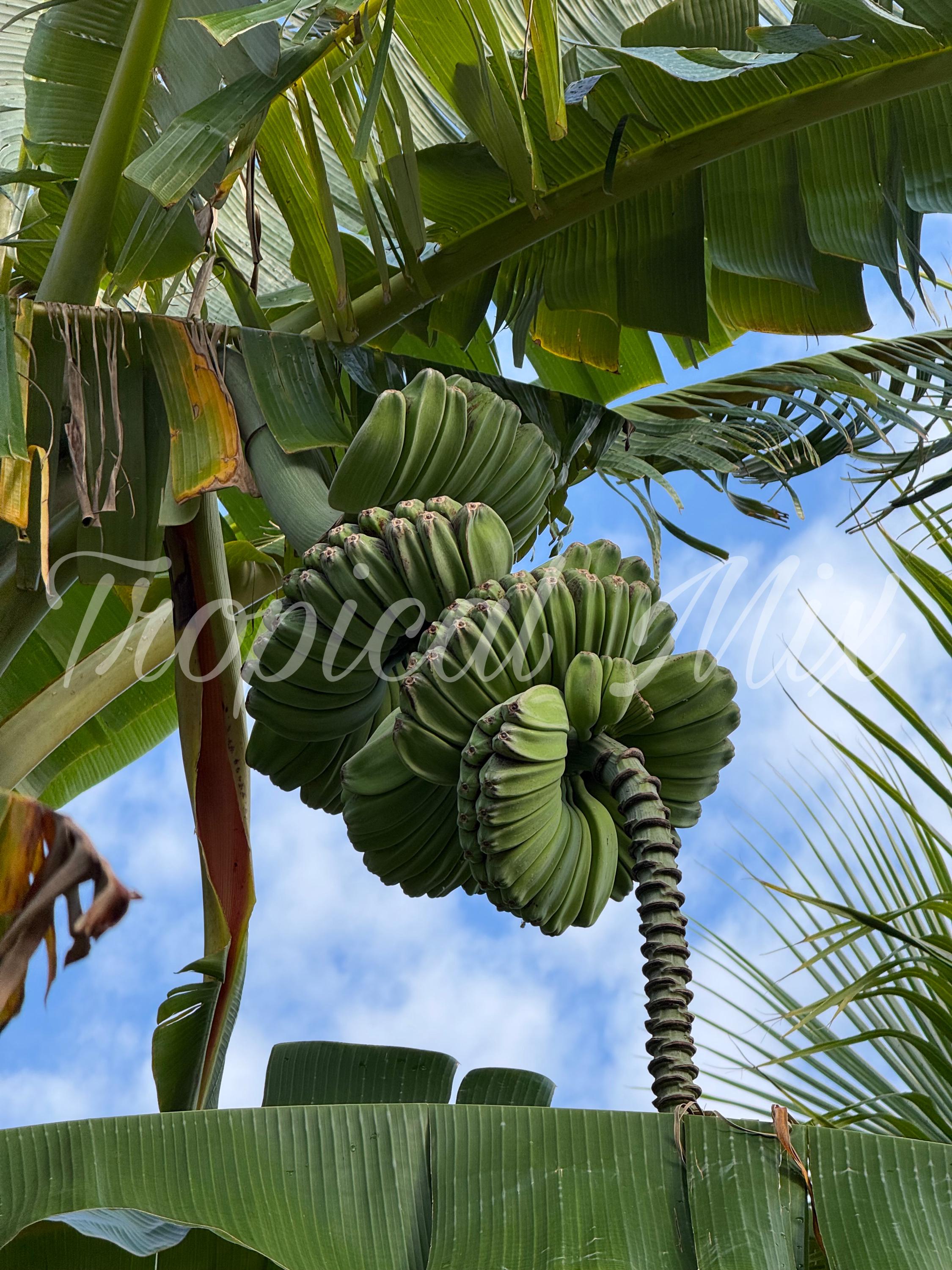 Praying Hands Bananas – Unique Fused Fruit Bunch (pre-order