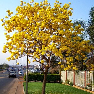 20x Yellow Oak Seeds/ YellowTrumpet tree/ Tabebuia Aurea / Roble Amarillo . Fast Growing Seed, Flower Tree Seeds, Beautiful yellow flower image 10