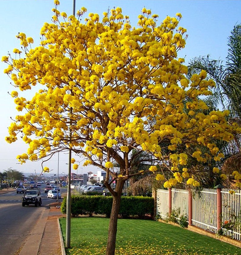 20x Yellow Oak Seeds/ YellowTrumpet tree/ Tabebuia Aurea / Roble Amarillo . Fast Growing Seed, Flower Tree Seeds, Beautiful yellow flower image 10
