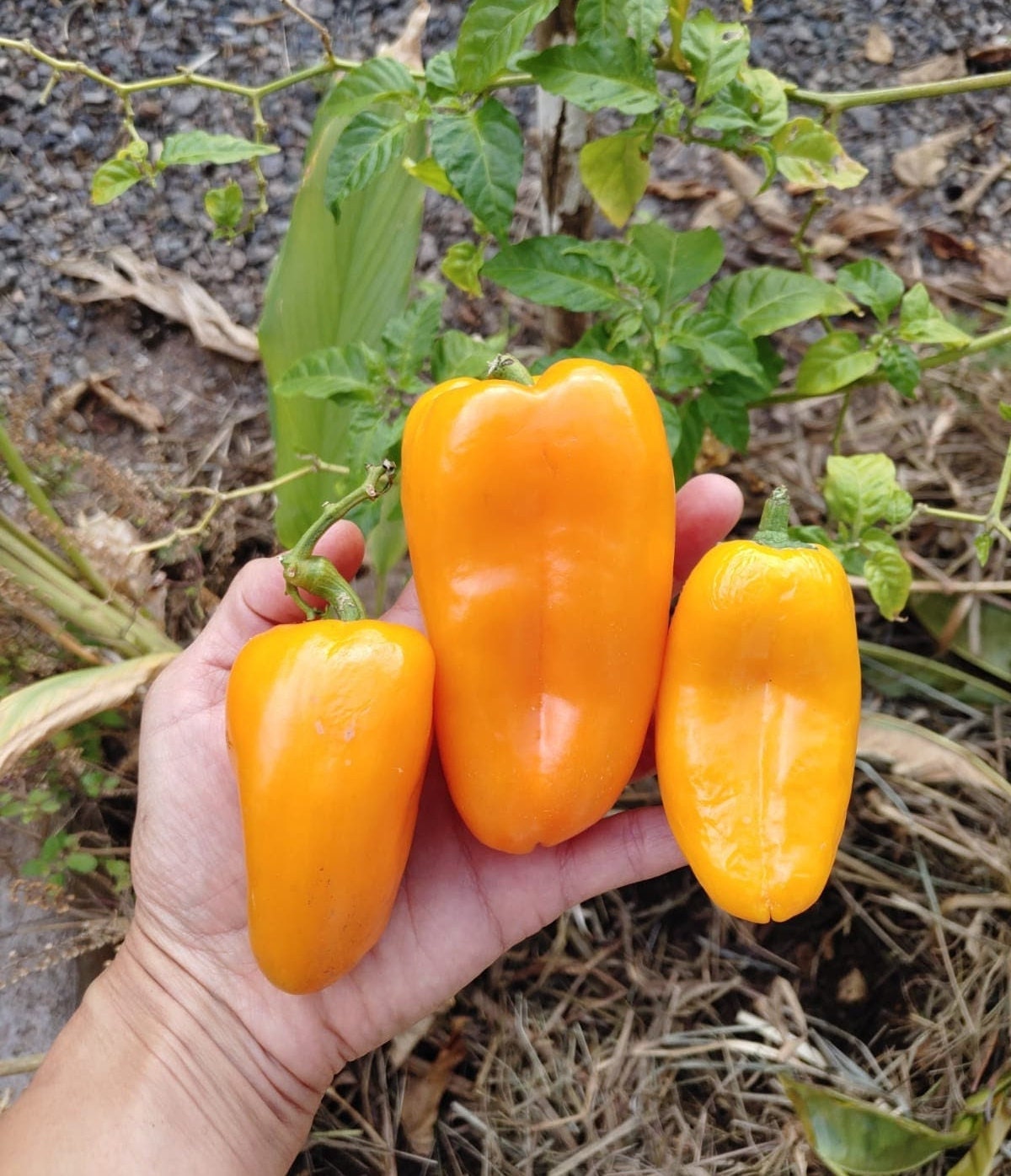 10x Seeds Yellow Sweet Peppers, Yellow Bell Peppers, Juicy, Tangly and Sweet, Great for Cooking and many many Dishes. 100% Natural.