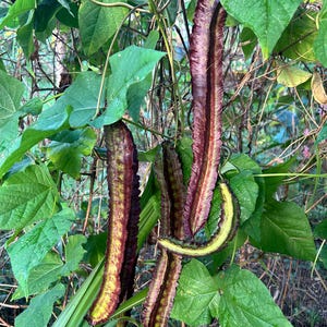 5x Seeds Winged Bean Purple, Four-Angle Bean, Dragon Bean, Princess Bean, Asparagus Bean, Cigarillas, Kacang Botol, Goa, Manila Bean, Patani