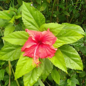 5x  Hibiscus Rosa-Sinensis 7&quot; Cuttings, Captivating, Enchanting, Blooming Delight, A Hibiscus Sanctuary for the Discerning Gardener !