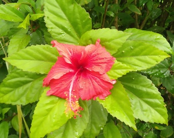 5x  Hibiscus Rosa-Sinensis 7" Cuttings, Captivating, Enchanting, Blooming Delight, A Hibiscus Sanctuary for the Discerning Gardener !